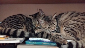CULTURA E GATTINI