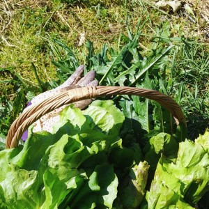 ALIMENTAZIONE