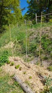 AGRICOLTURA