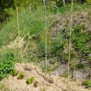 Agricoltura sociale